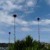 Gymea Lily